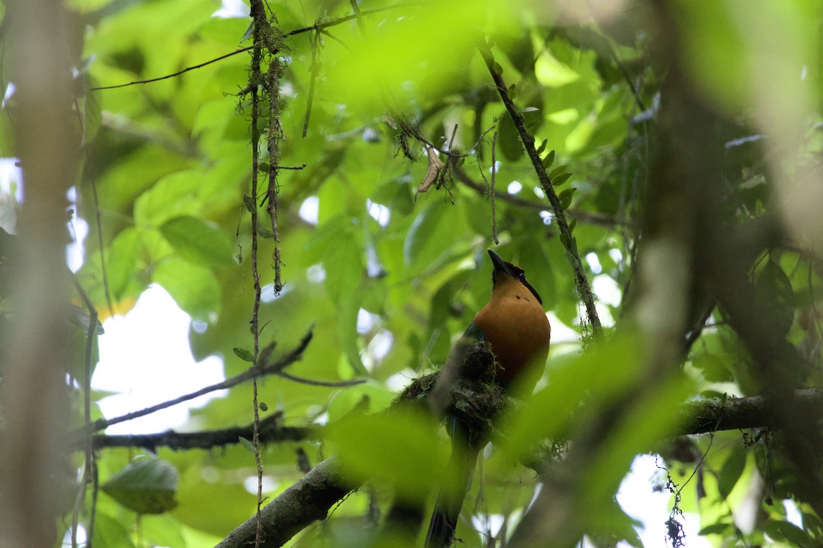 Rufous Motmot - allie bluestein