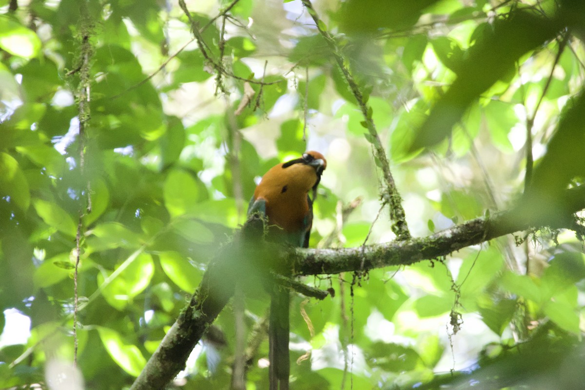 Rufous Motmot - allie bluestein