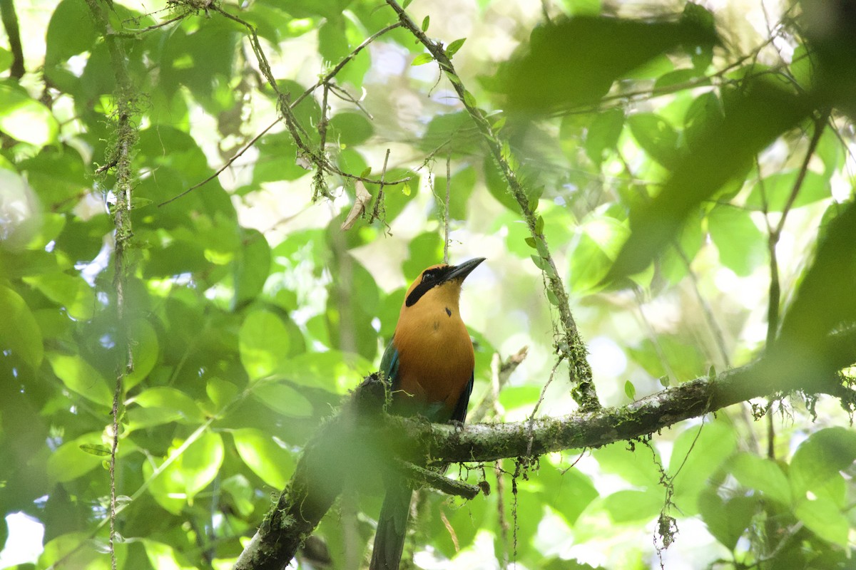 Rufous Motmot - allie bluestein