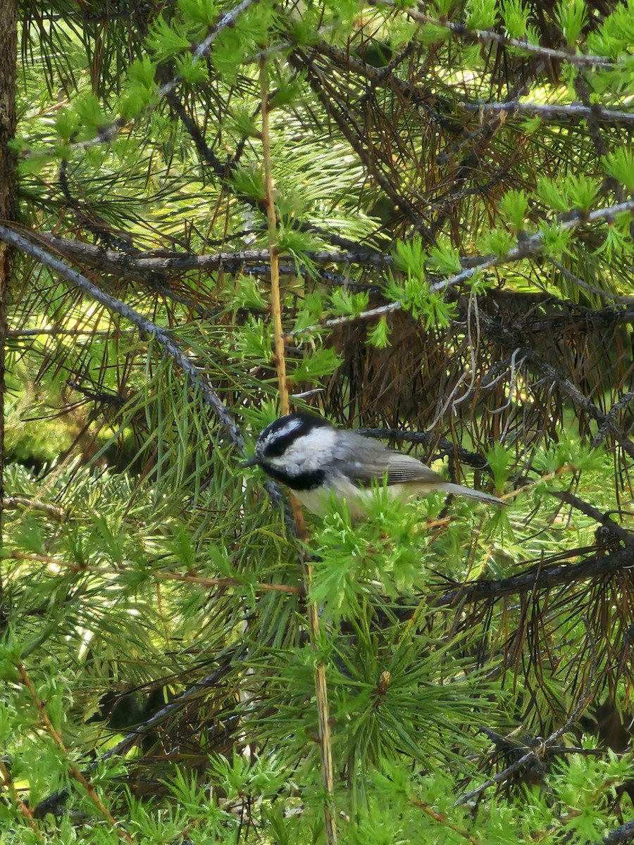 Mountain Chickadee - Janelle Willis