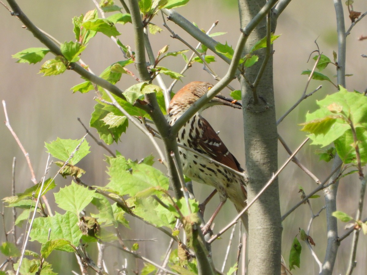 Brown Thrasher - Patrick Heeney