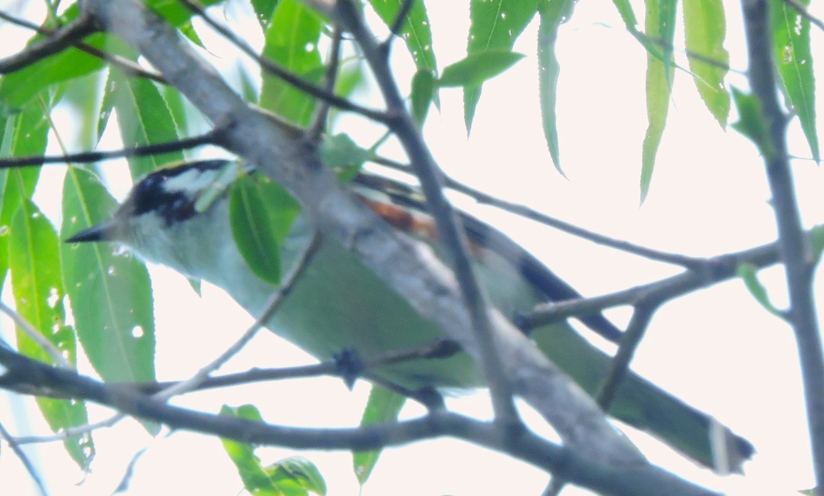 Chestnut-sided Warbler - Eric Michael