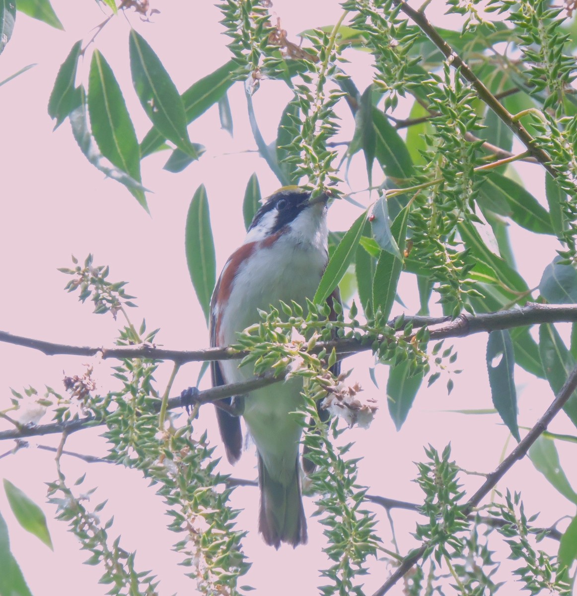 Chestnut-sided Warbler - Eric Michael