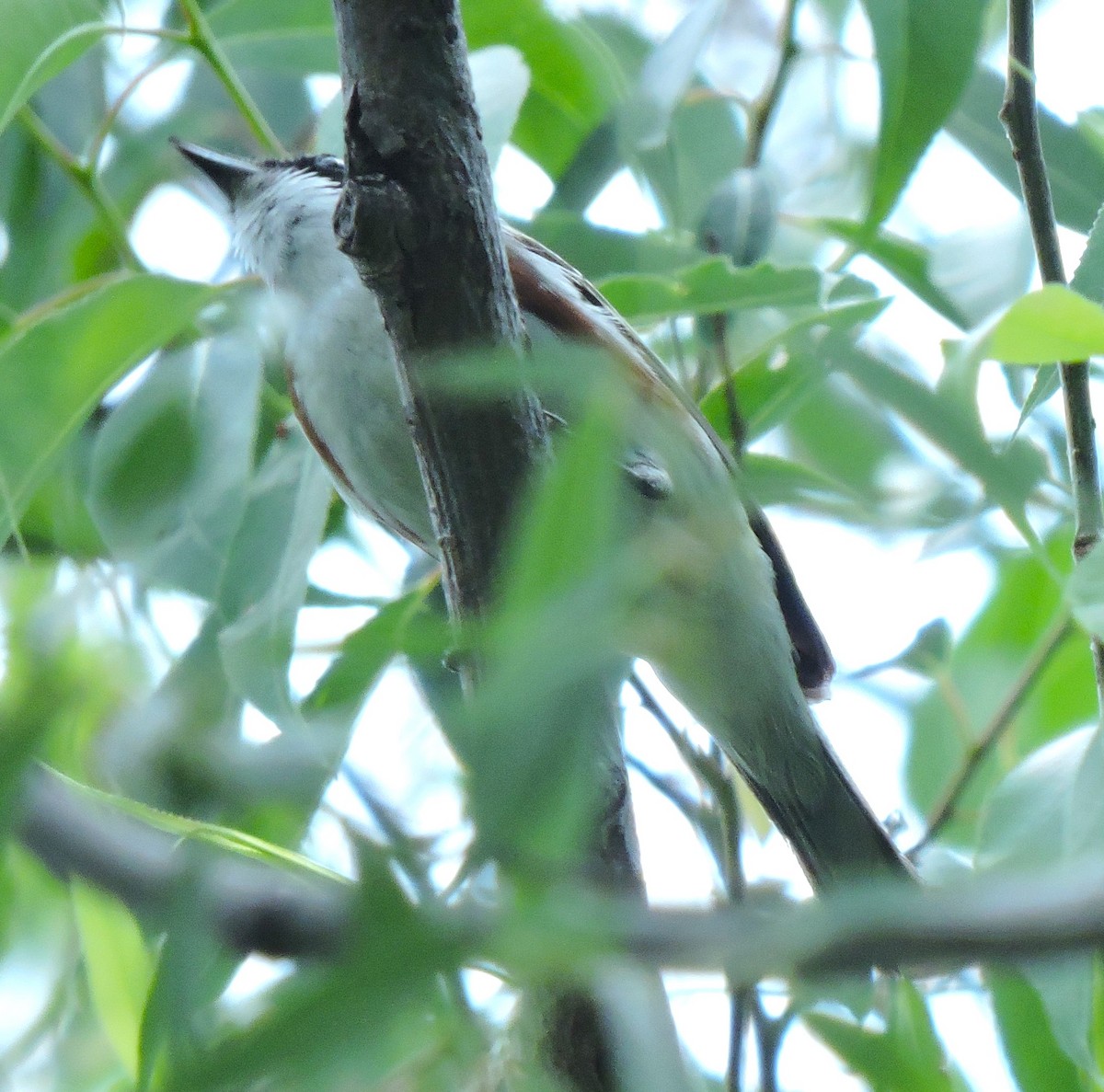 Chestnut-sided Warbler - Eric Michael