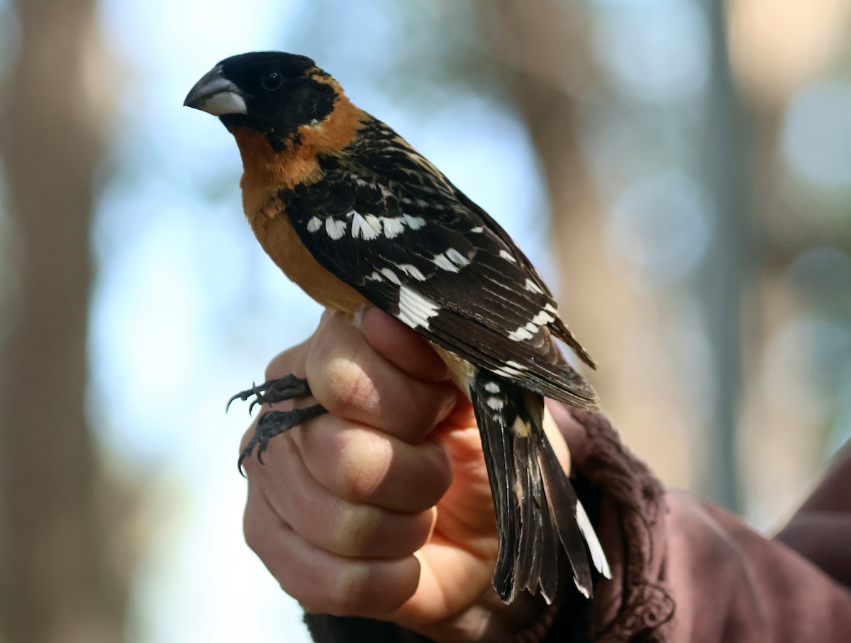 Cardinal à tête noire - ML619205527