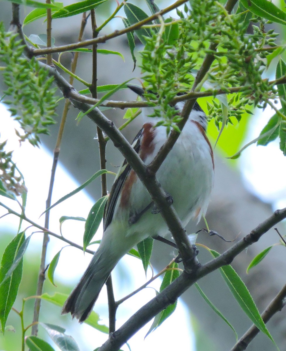 Chestnut-sided Warbler - Eric Michael