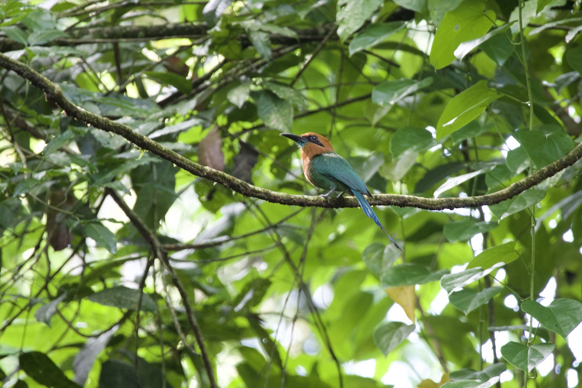 Broad-billed Motmot - allie bluestein