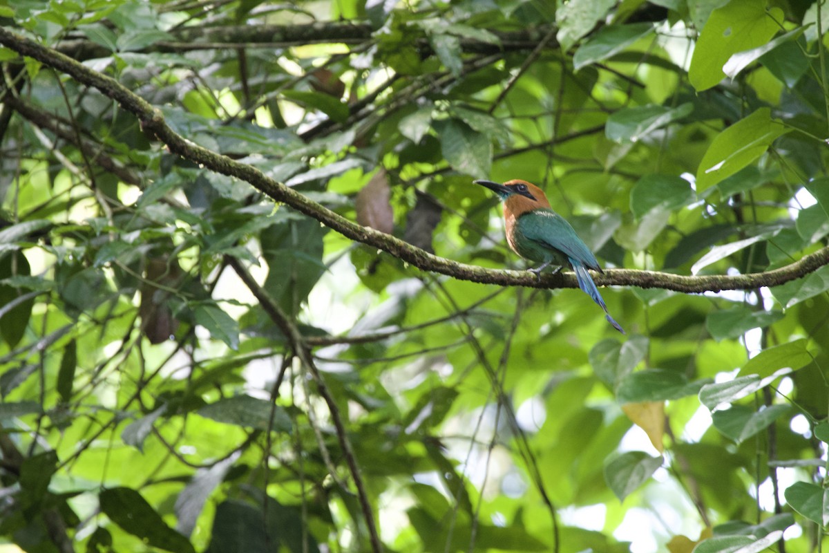 Broad-billed Motmot - allie bluestein