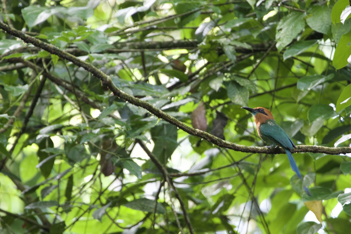 Broad-billed Motmot - allie bluestein