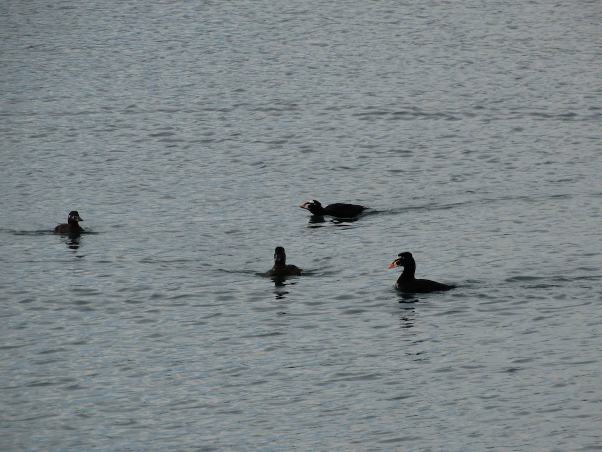 Surf Scoter - Nate Shipley