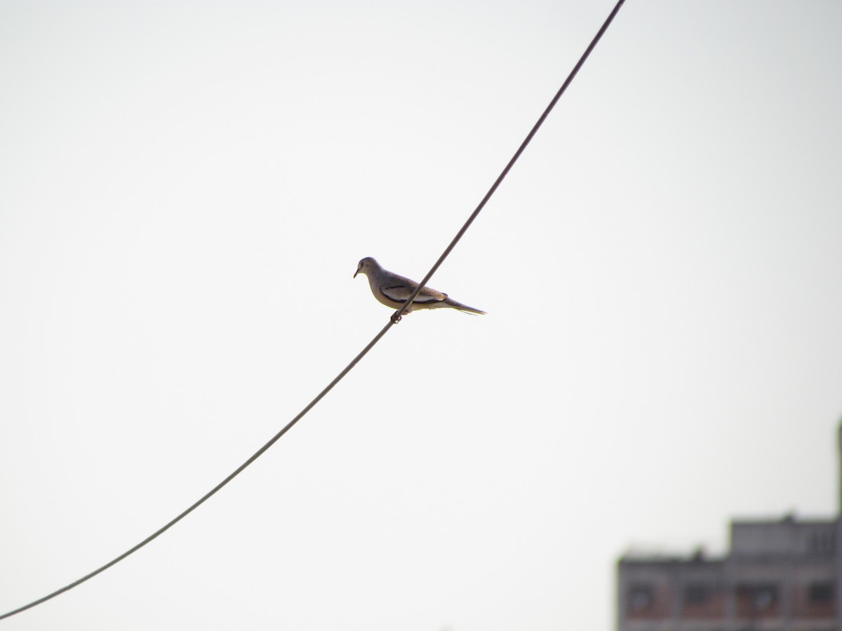 Picui Ground Dove - Selene Torres V.