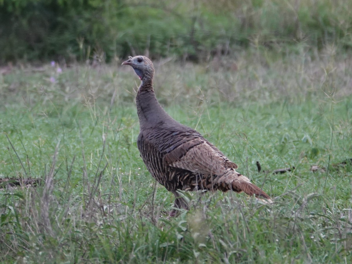 Wild Turkey - Barry Reed