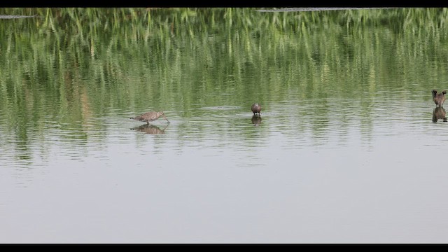 Hudsonian Godwit - ML619205588