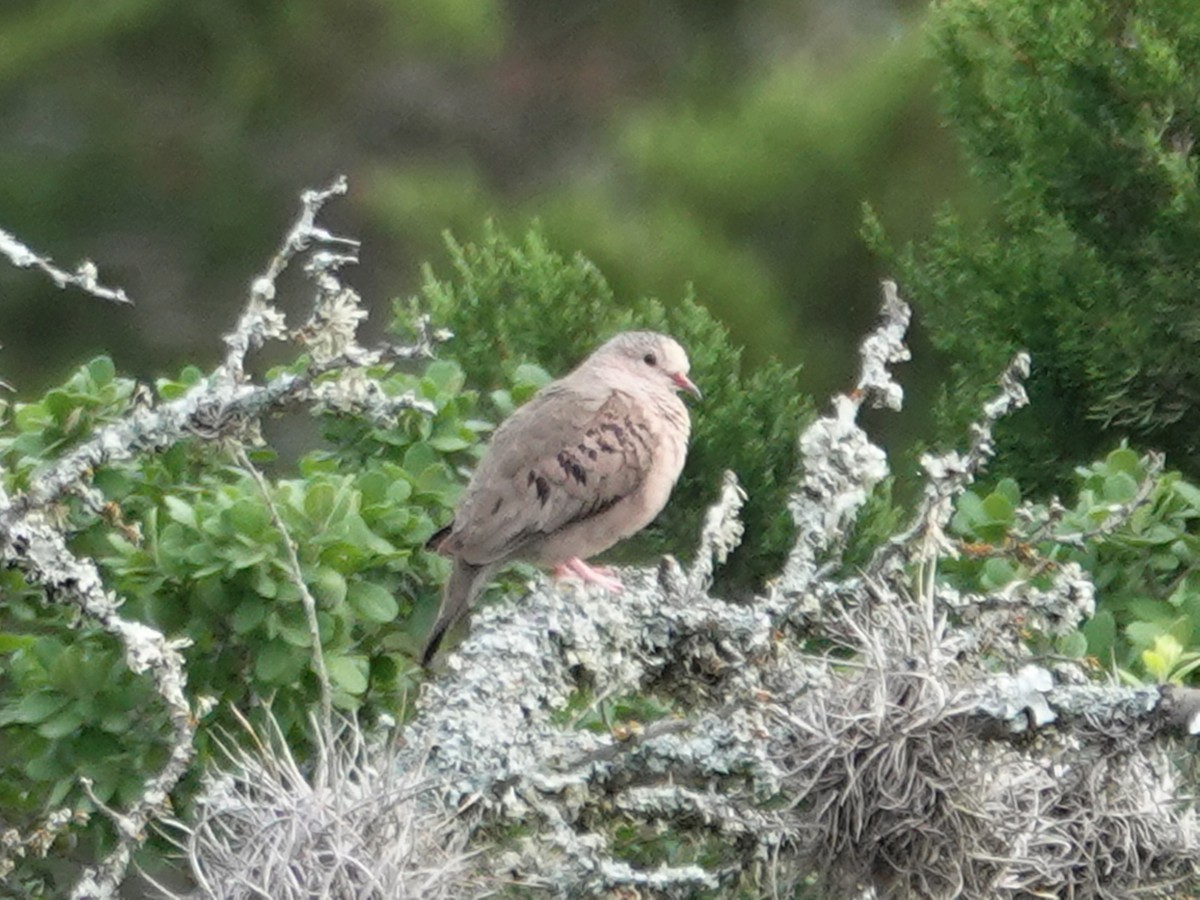 Common Ground Dove - Barry Reed