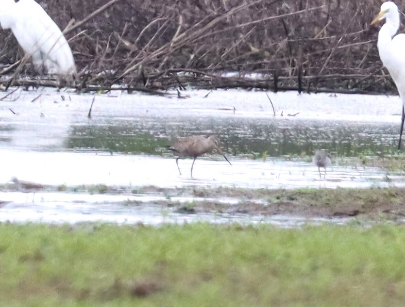 Hudsonian Godwit - Wayne Patterson