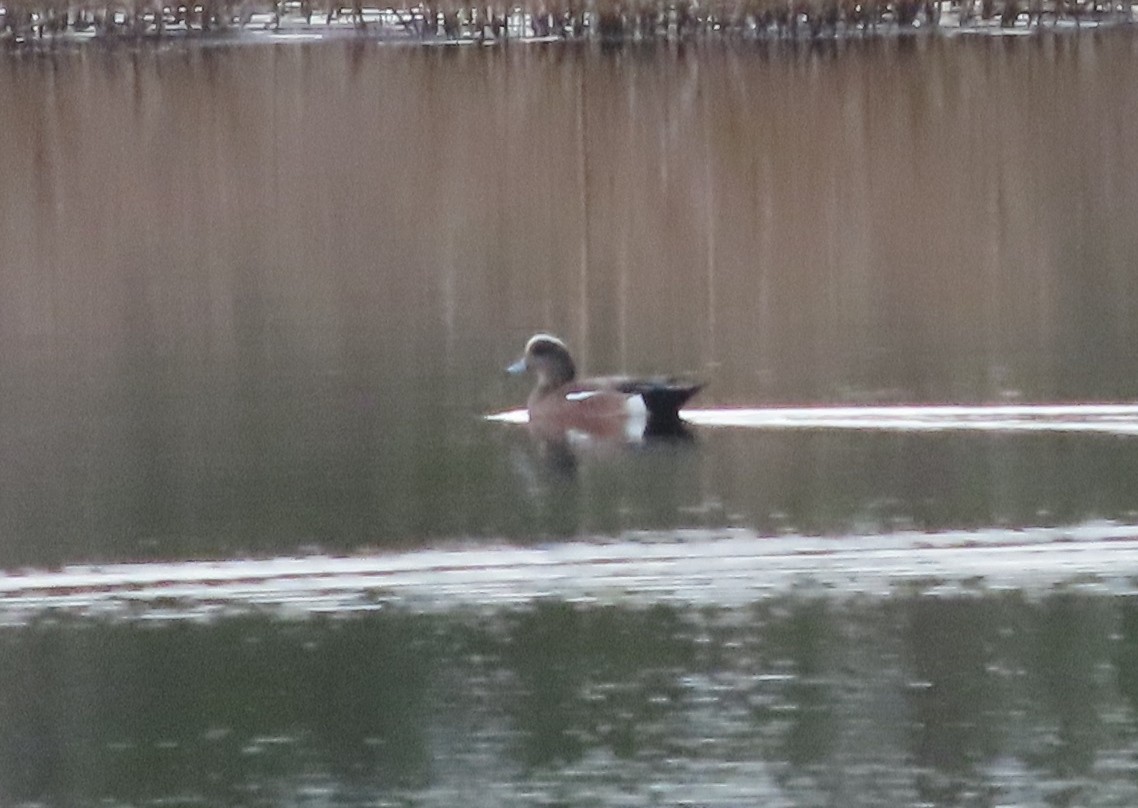 American Wigeon - Neil D