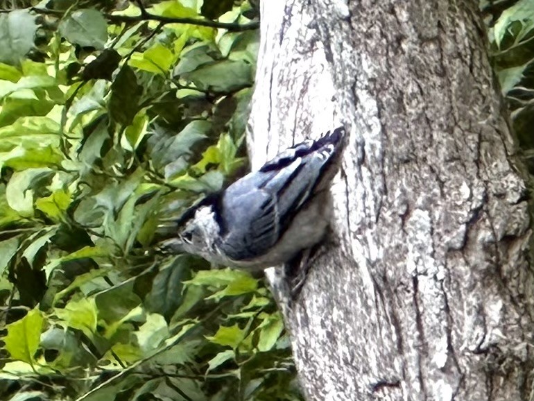 White-breasted Nuthatch - Anonymous