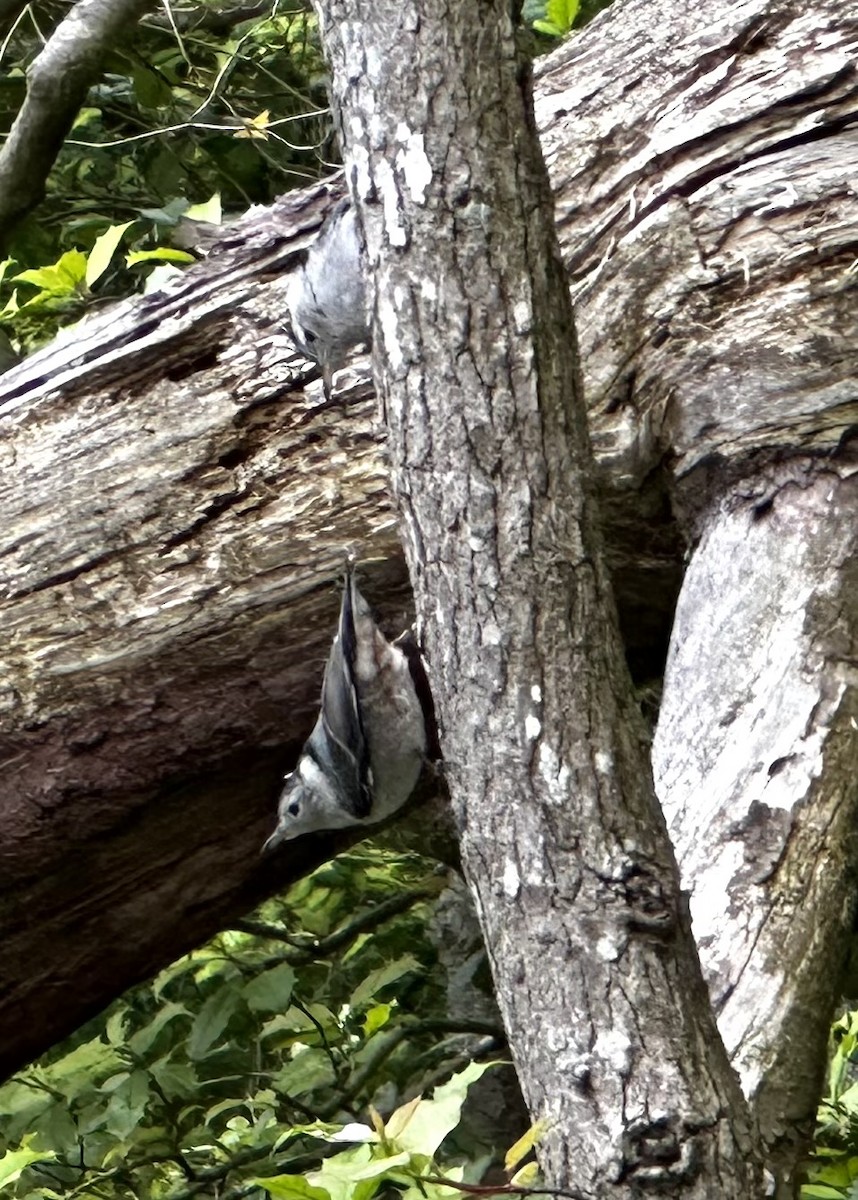 White-breasted Nuthatch - Anonymous