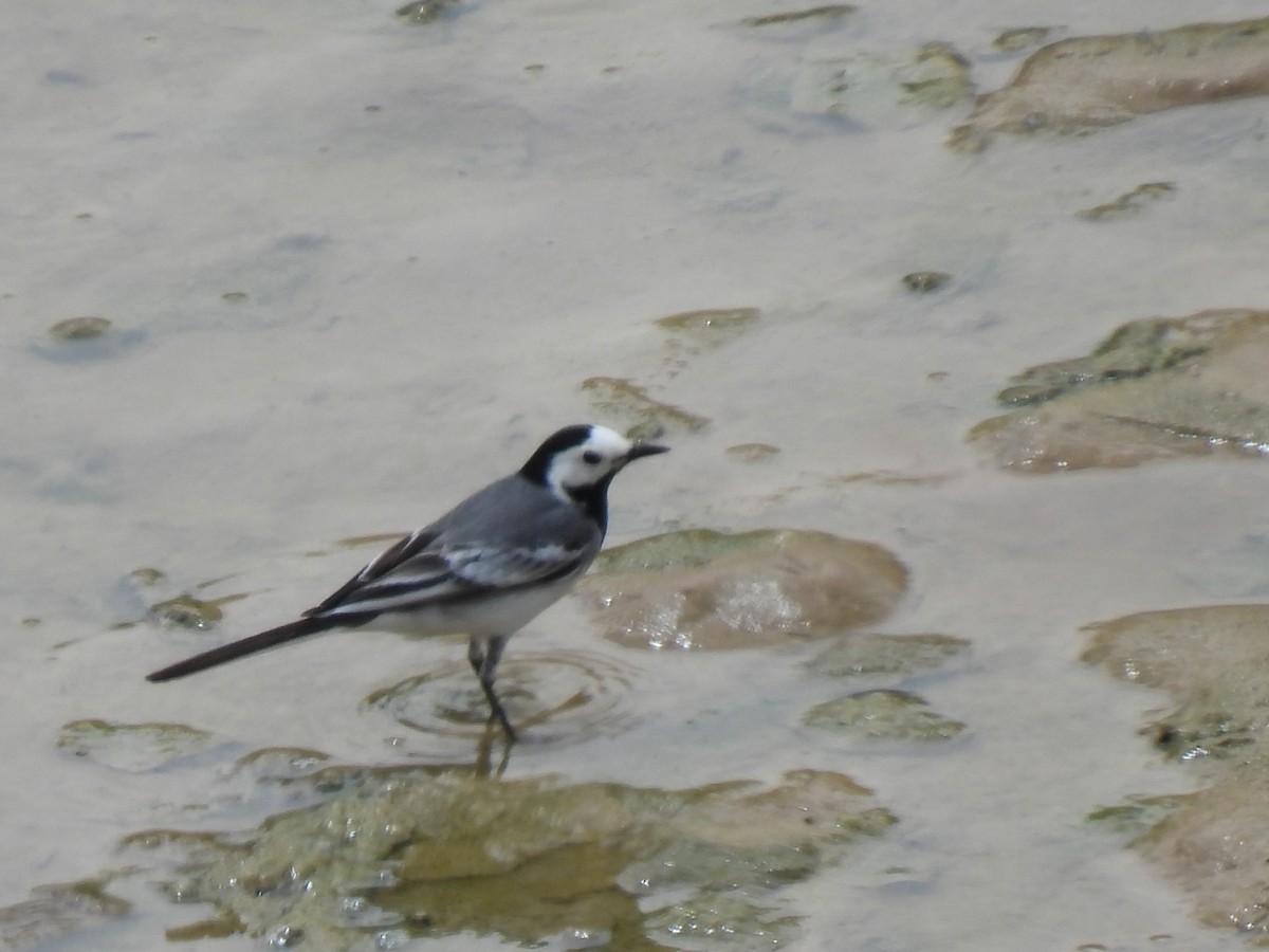 White Wagtail - Miguel Ángel  Pardo Baeza