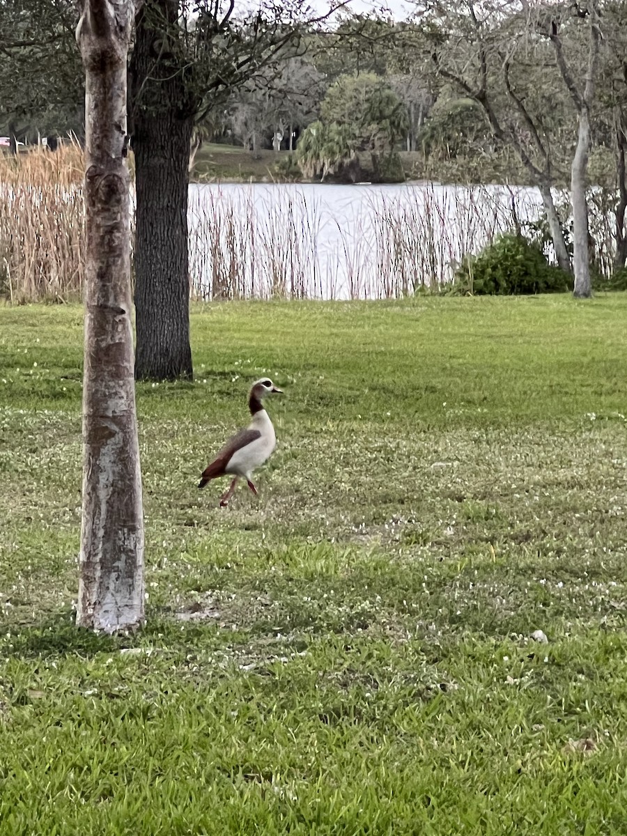 Egyptian Goose - Tess Branklin