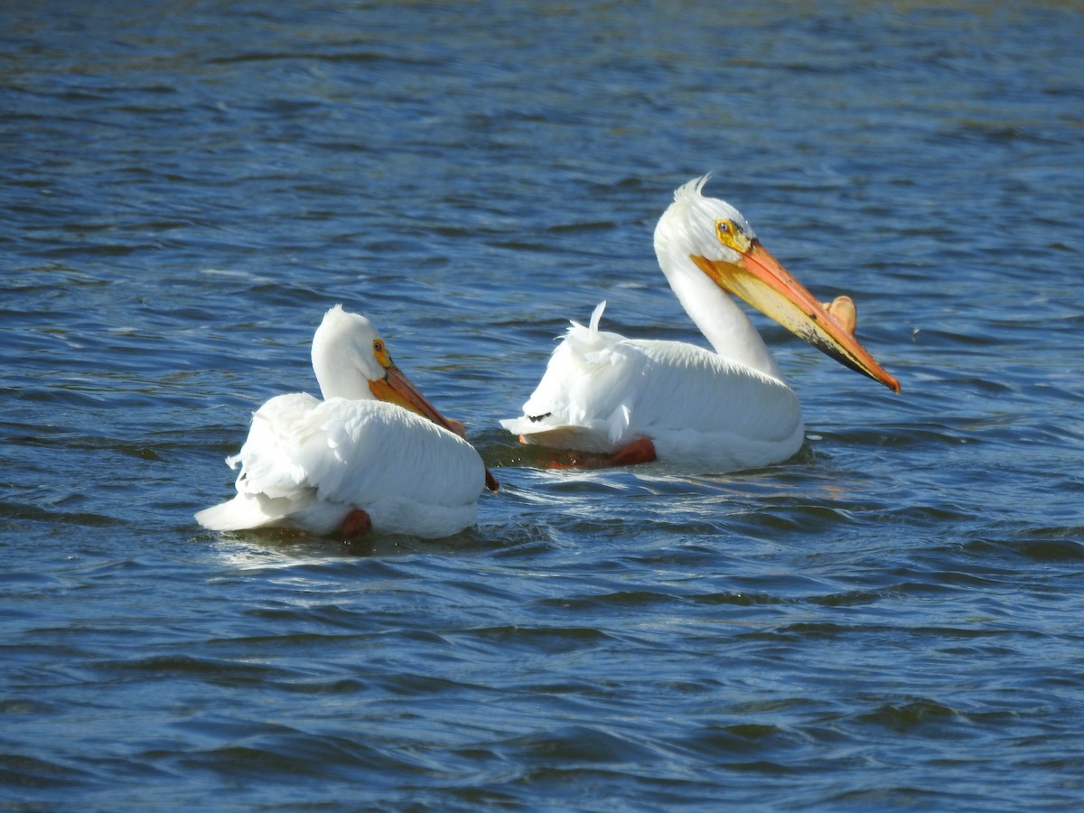 American White Pelican - Jan Hubert