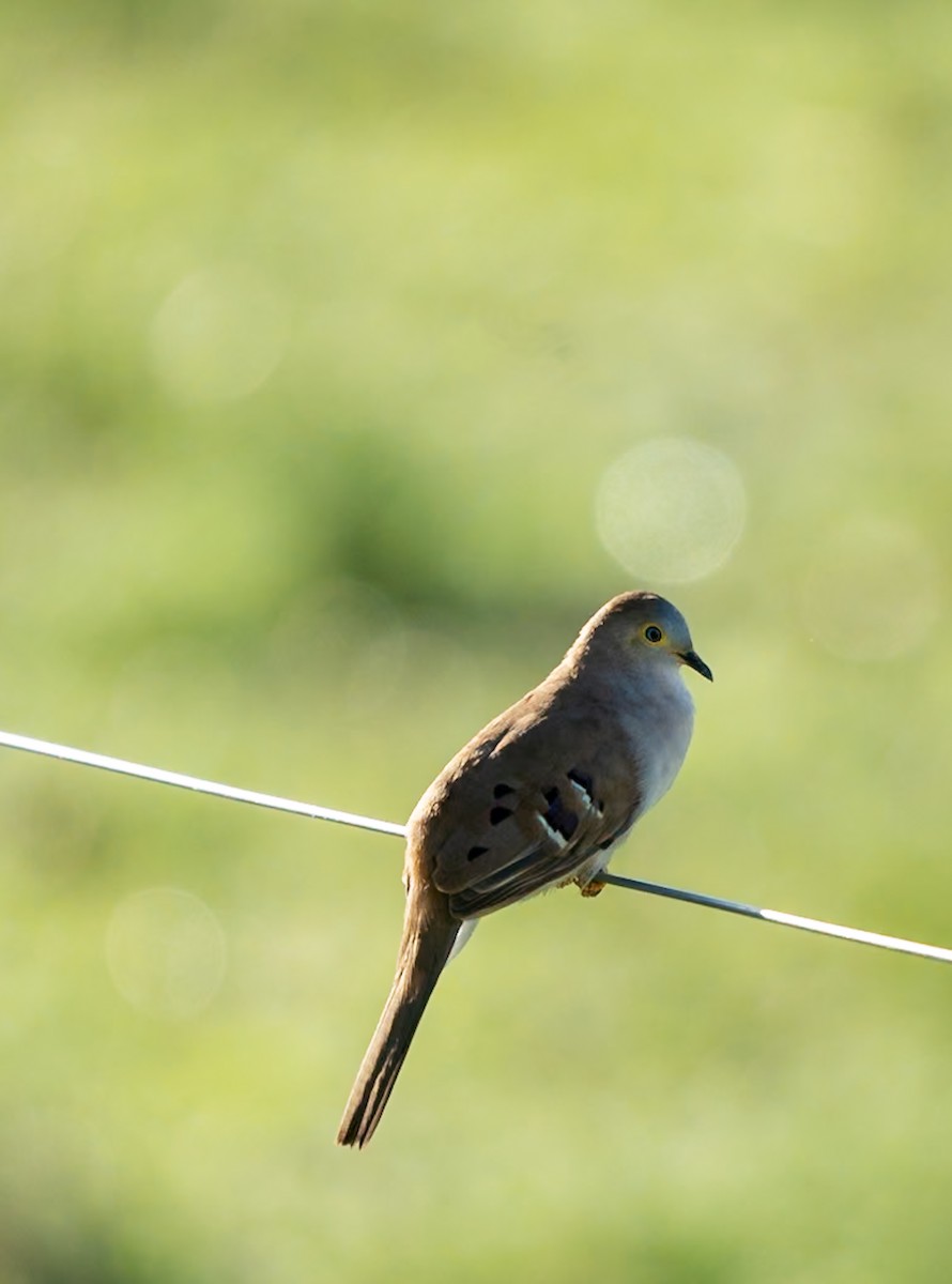 Long-tailed Ground Dove - Marcus Müller