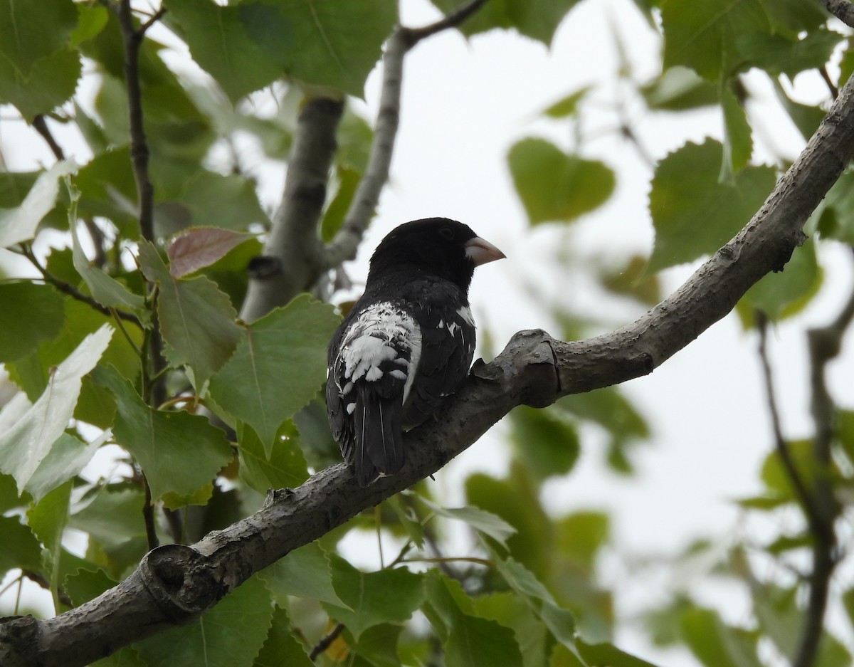 Rose-breasted Grosbeak - ML619205661