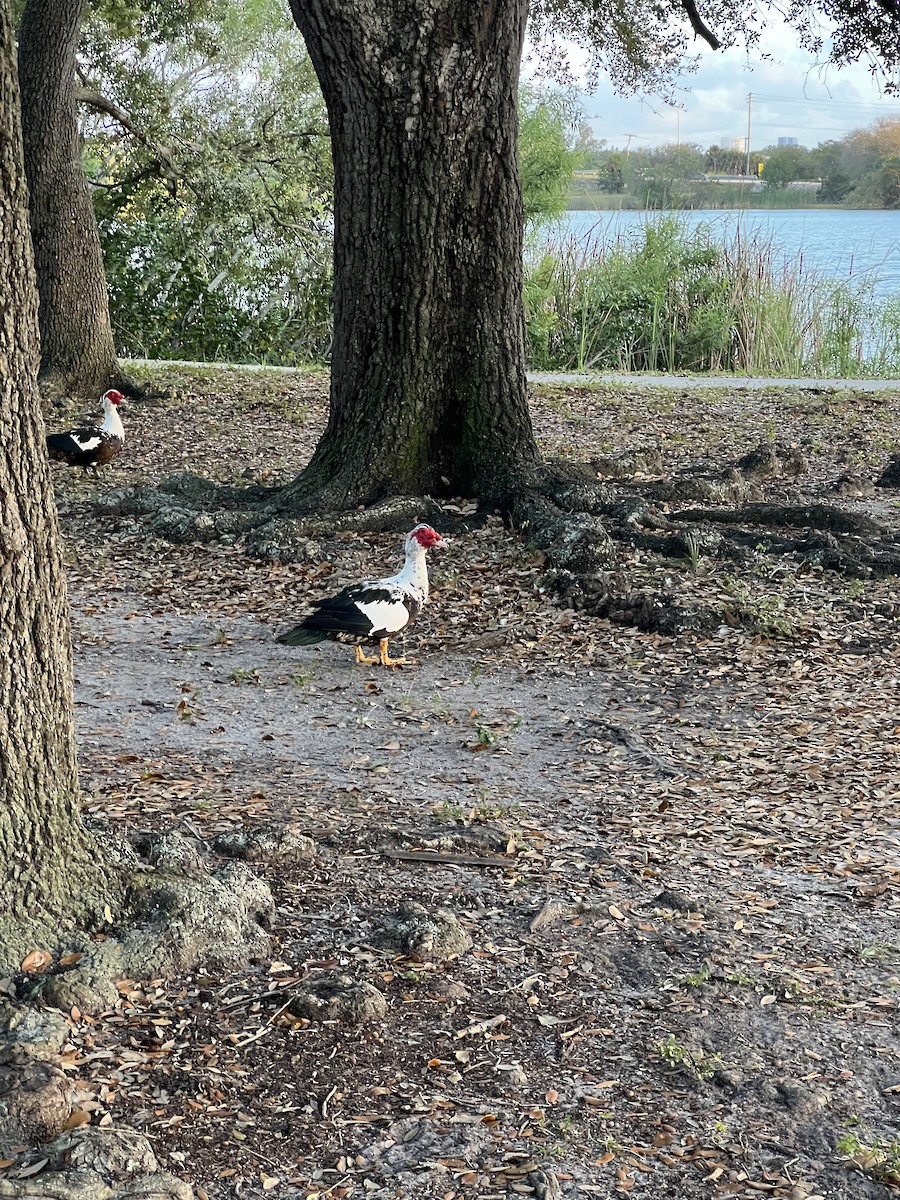 Muscovy Duck (Domestic type) - ML619205669