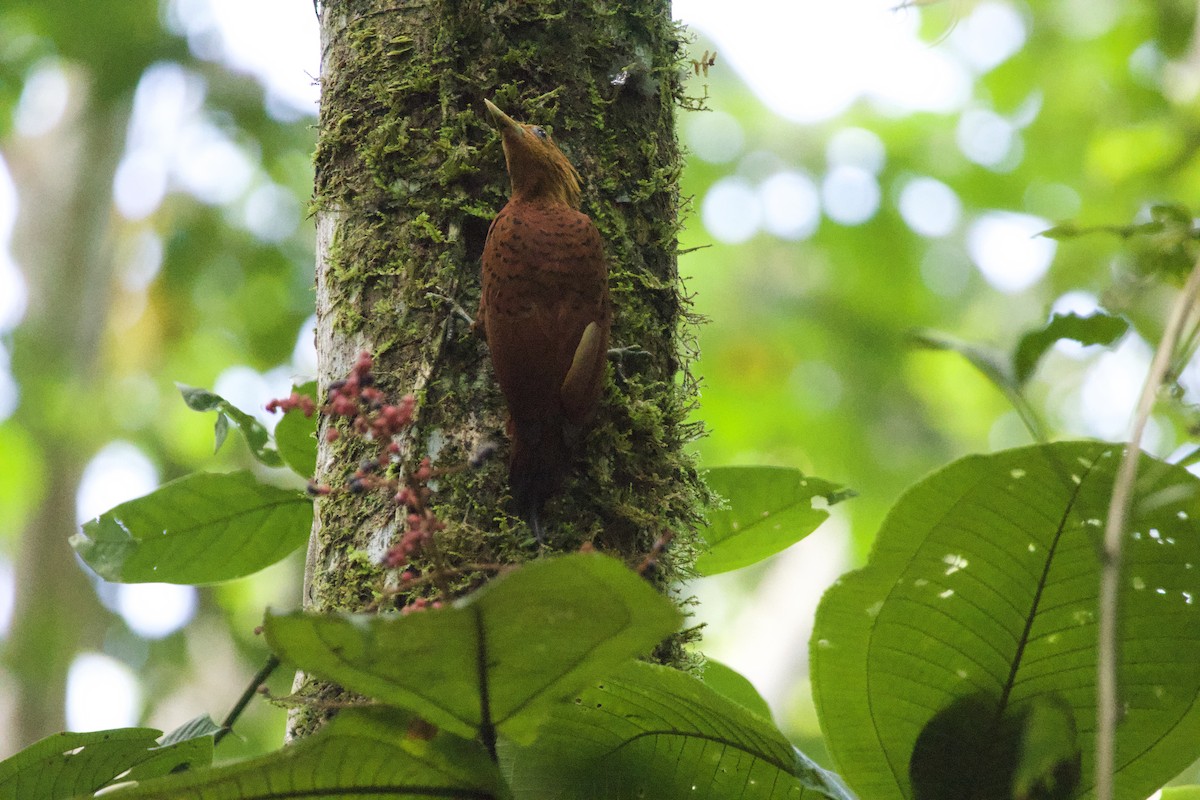 Chestnut-colored Woodpecker - allie bluestein