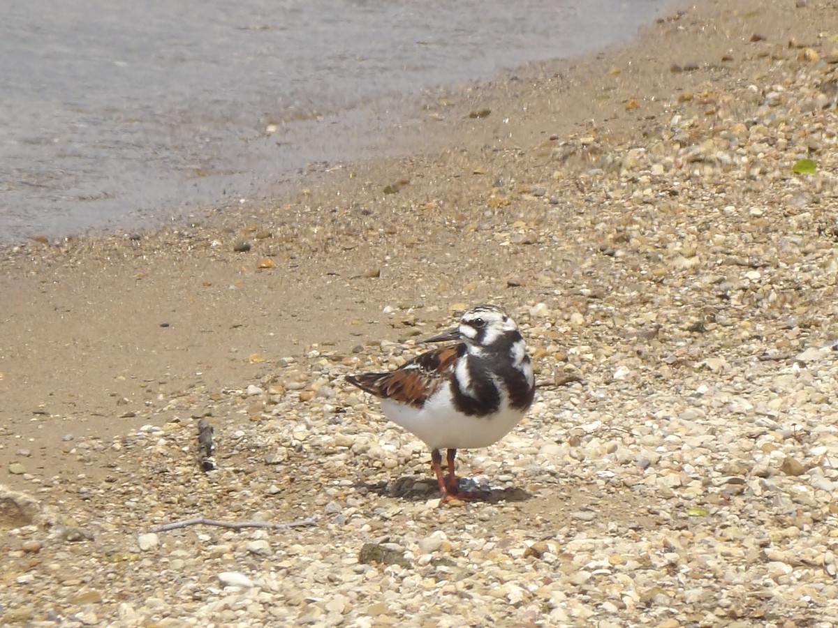 Ruddy Turnstone - Christopher Hensel