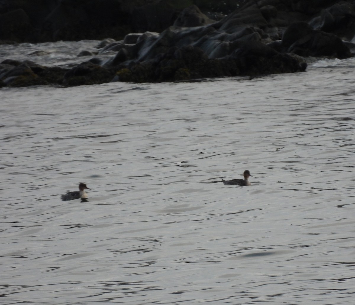 Red-breasted Merganser - ML619205688