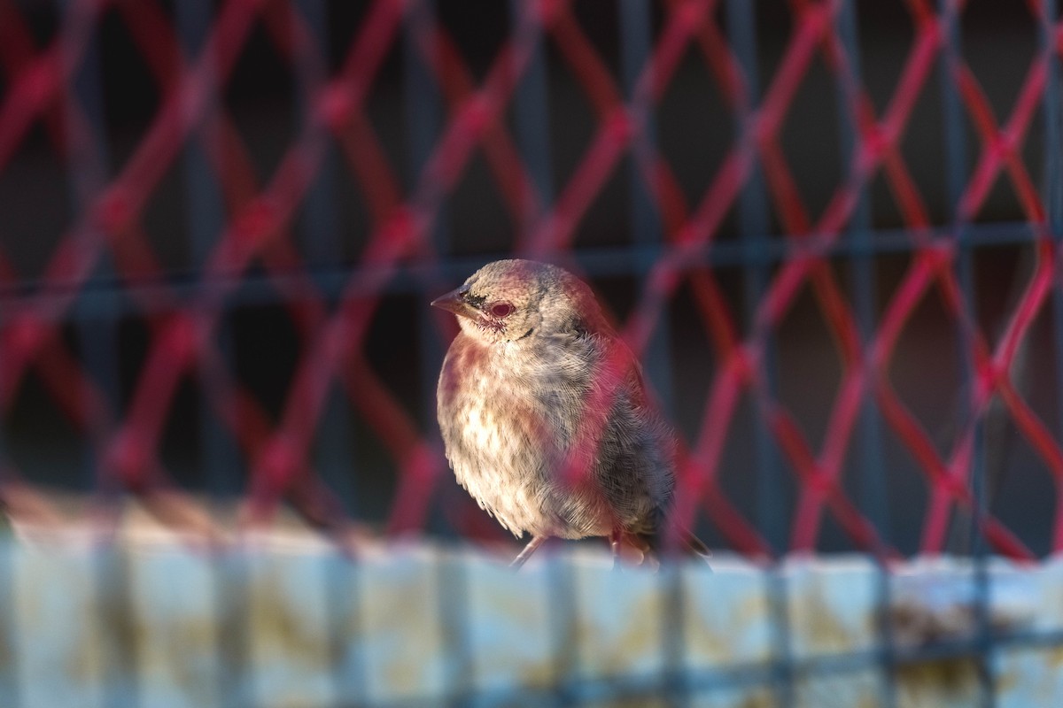House Sparrow - Yifei Ma