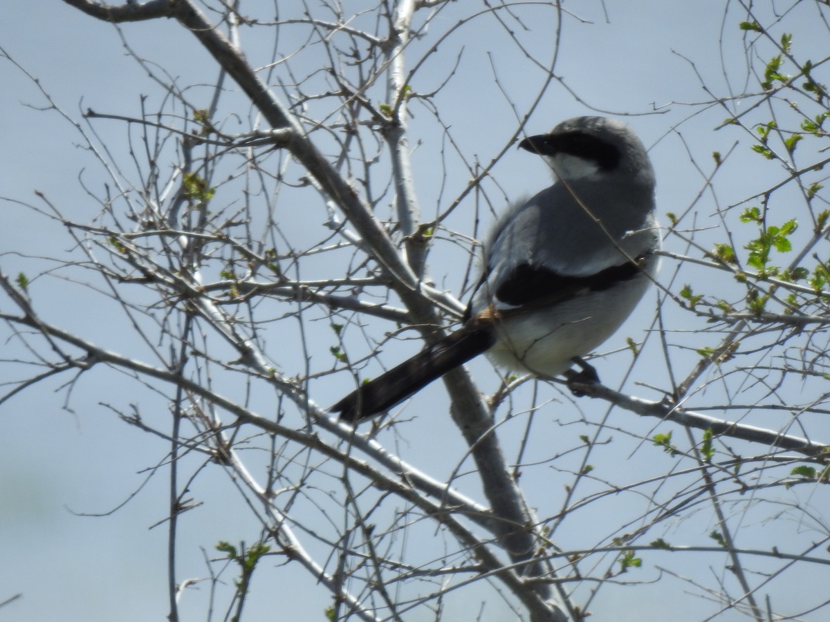 Loggerhead Shrike - Jan Hubert