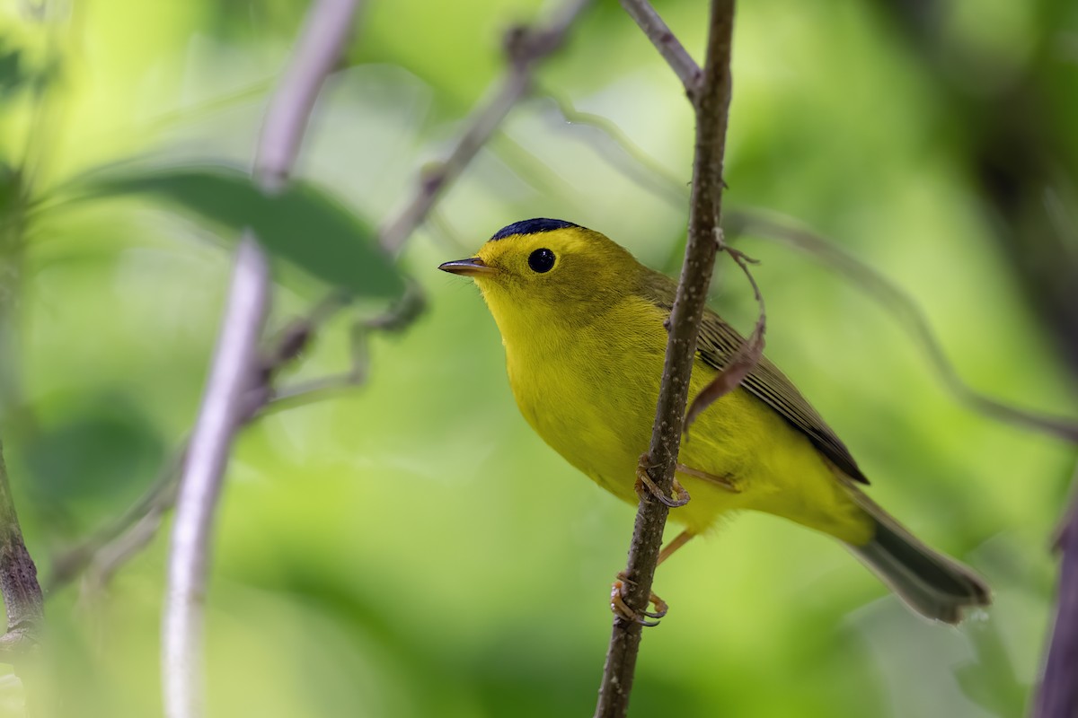 Wilson's Warbler - Matthew Addicks