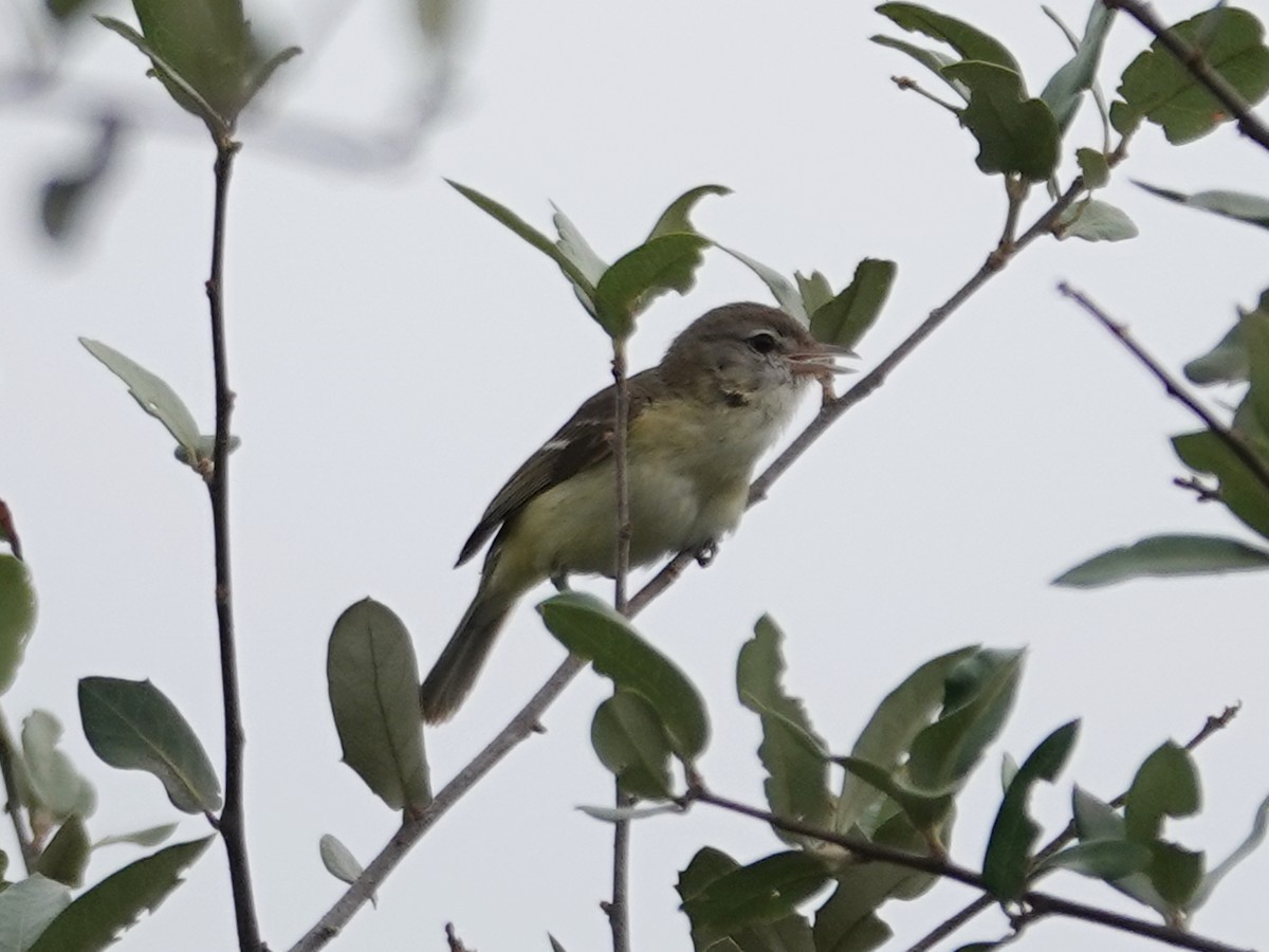 Bell's Vireo (Eastern) - Barry Reed