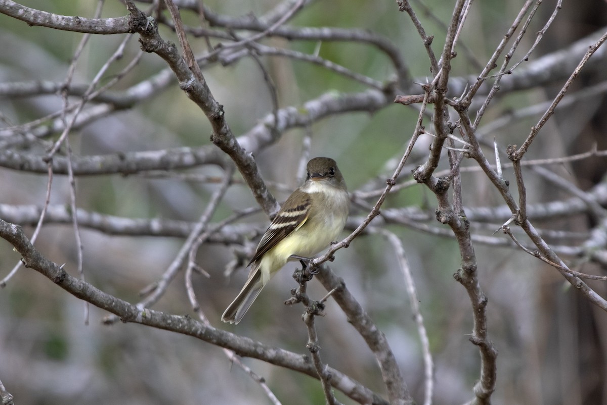 Mosquero sp. (Empidonax sp.) - ML619205711