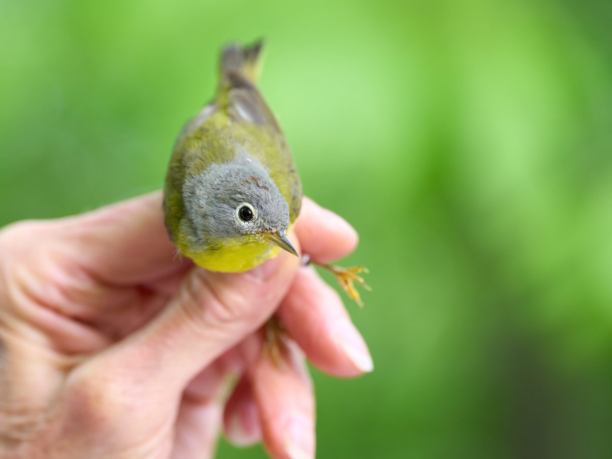 Nashville Warbler - Alex Eisengart