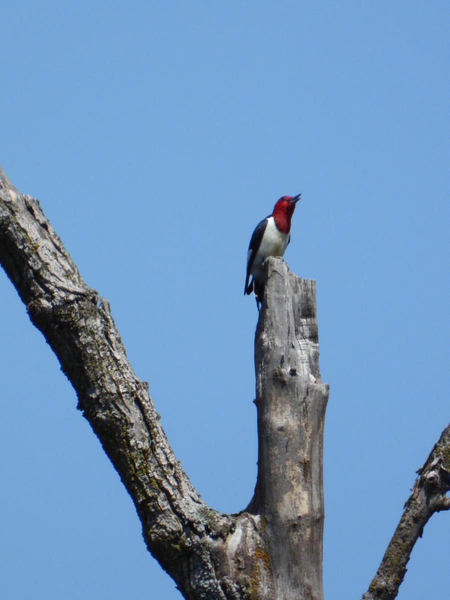 Red-headed Woodpecker - Patrick Heeney