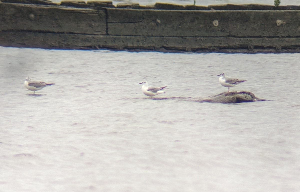 Bonaparte's Gull - ML619205737