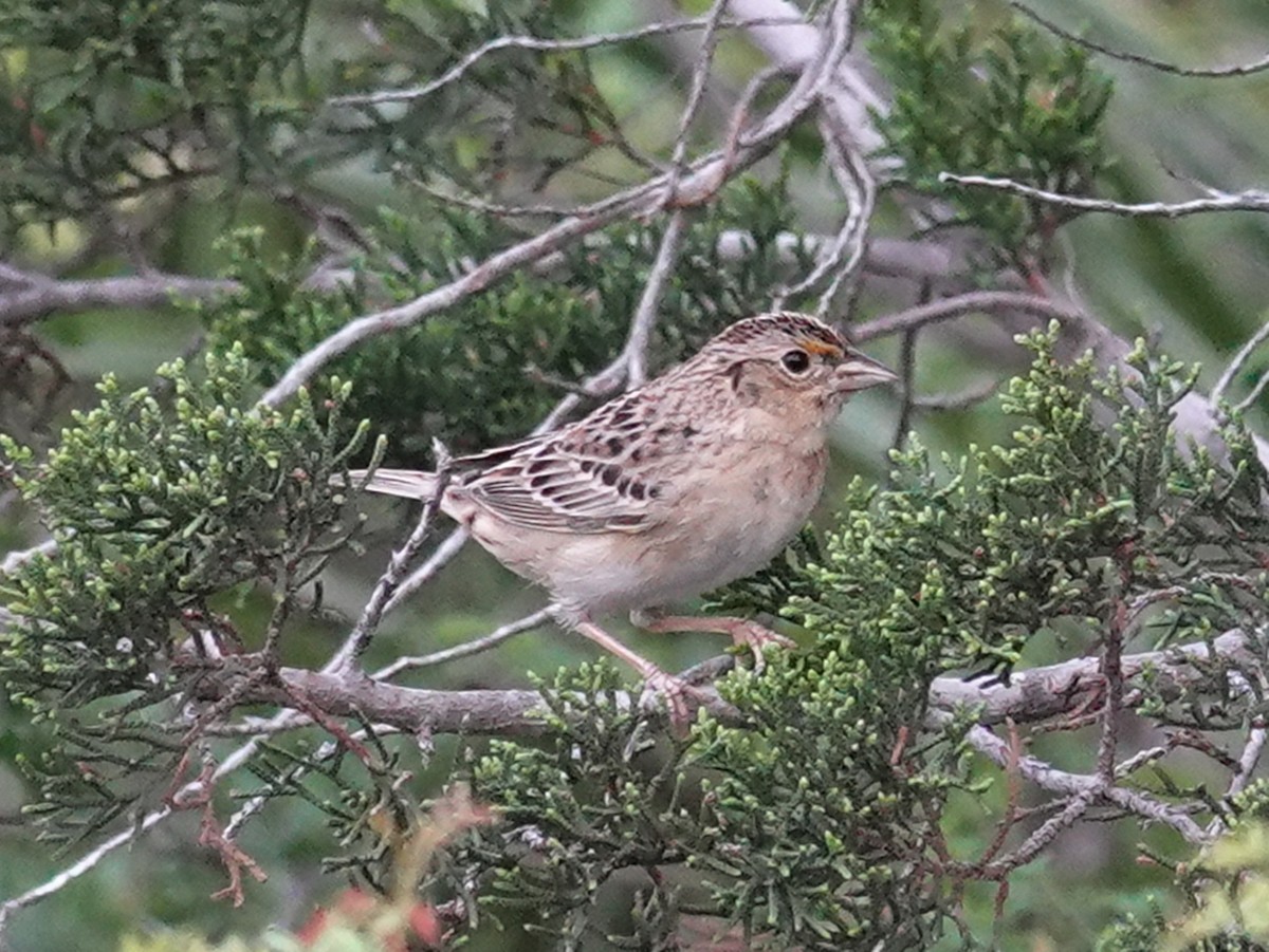 Grasshopper Sparrow - Barry Reed