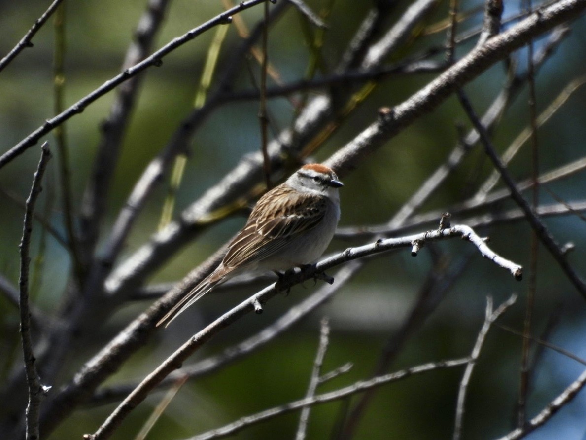 Chipping Sparrow - Jim Davis