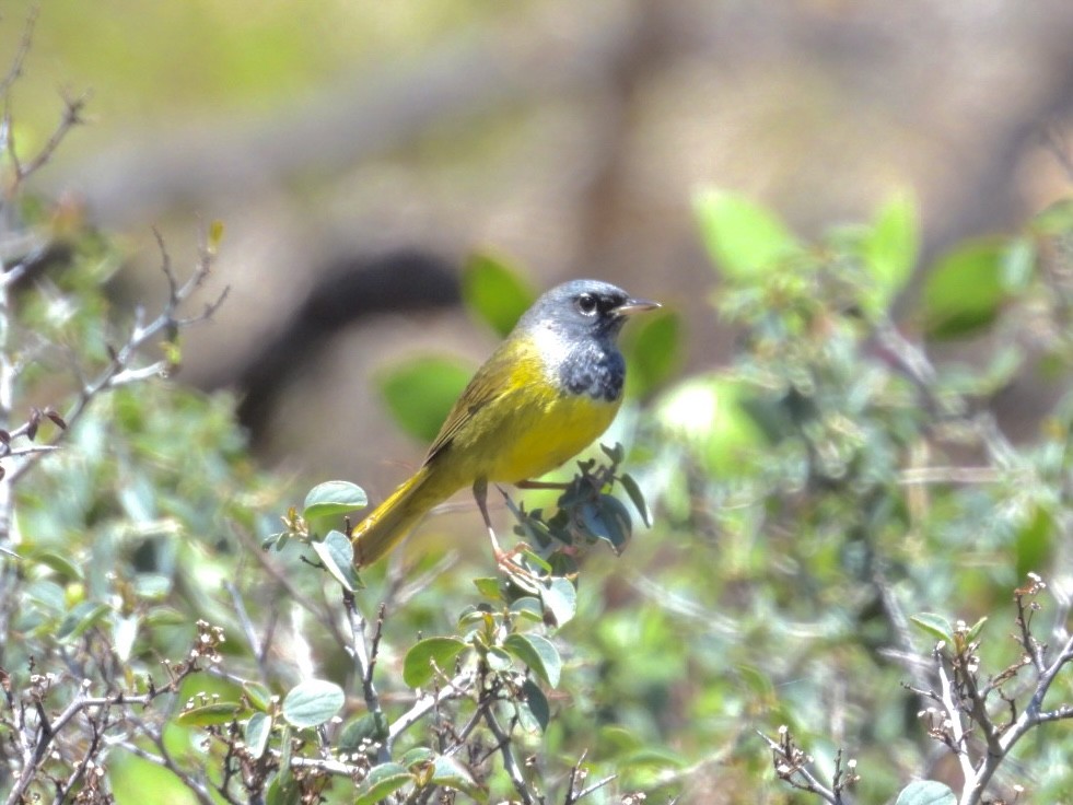 MacGillivray's Warbler - ML619205779