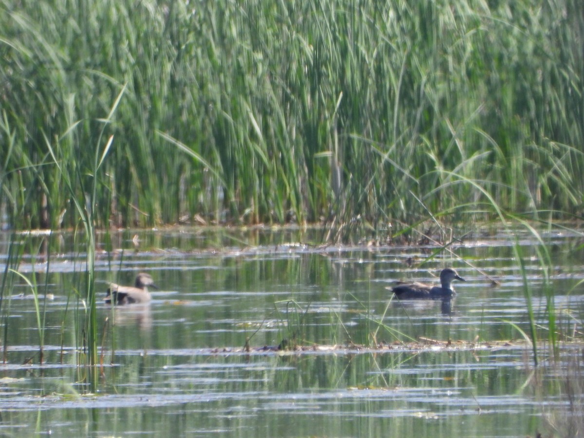 Gadwall - Patrick Heeney