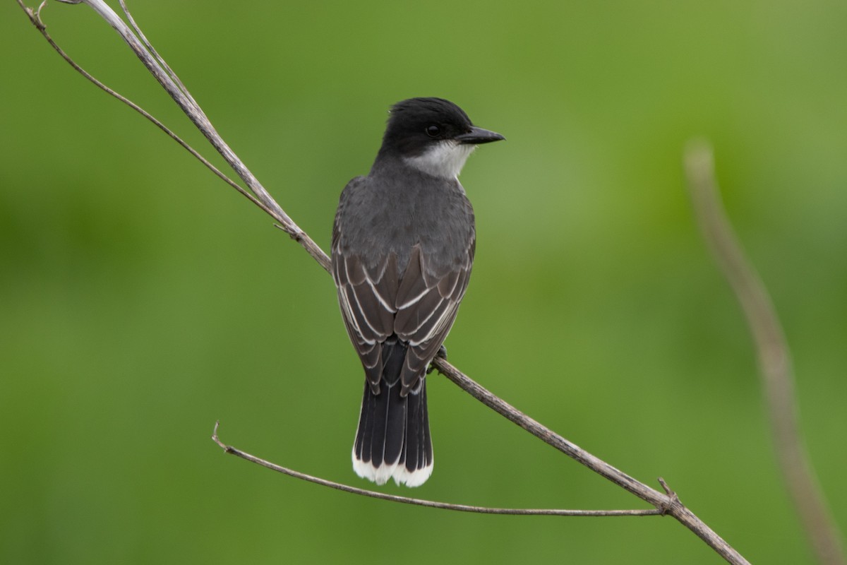 Eastern Kingbird - ML619205798