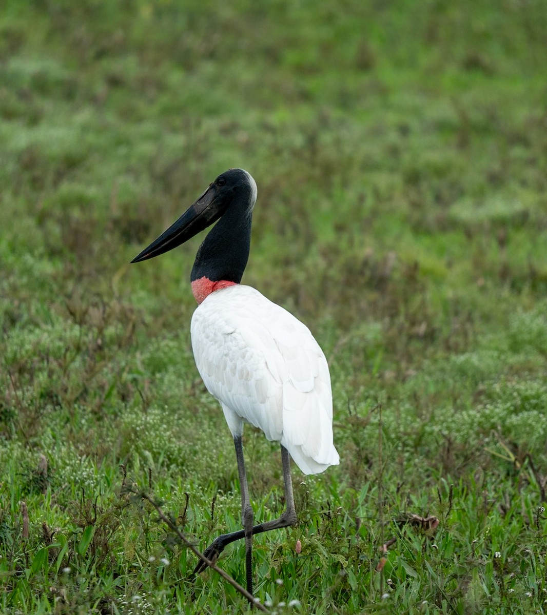 Jabiru - Marcus Müller