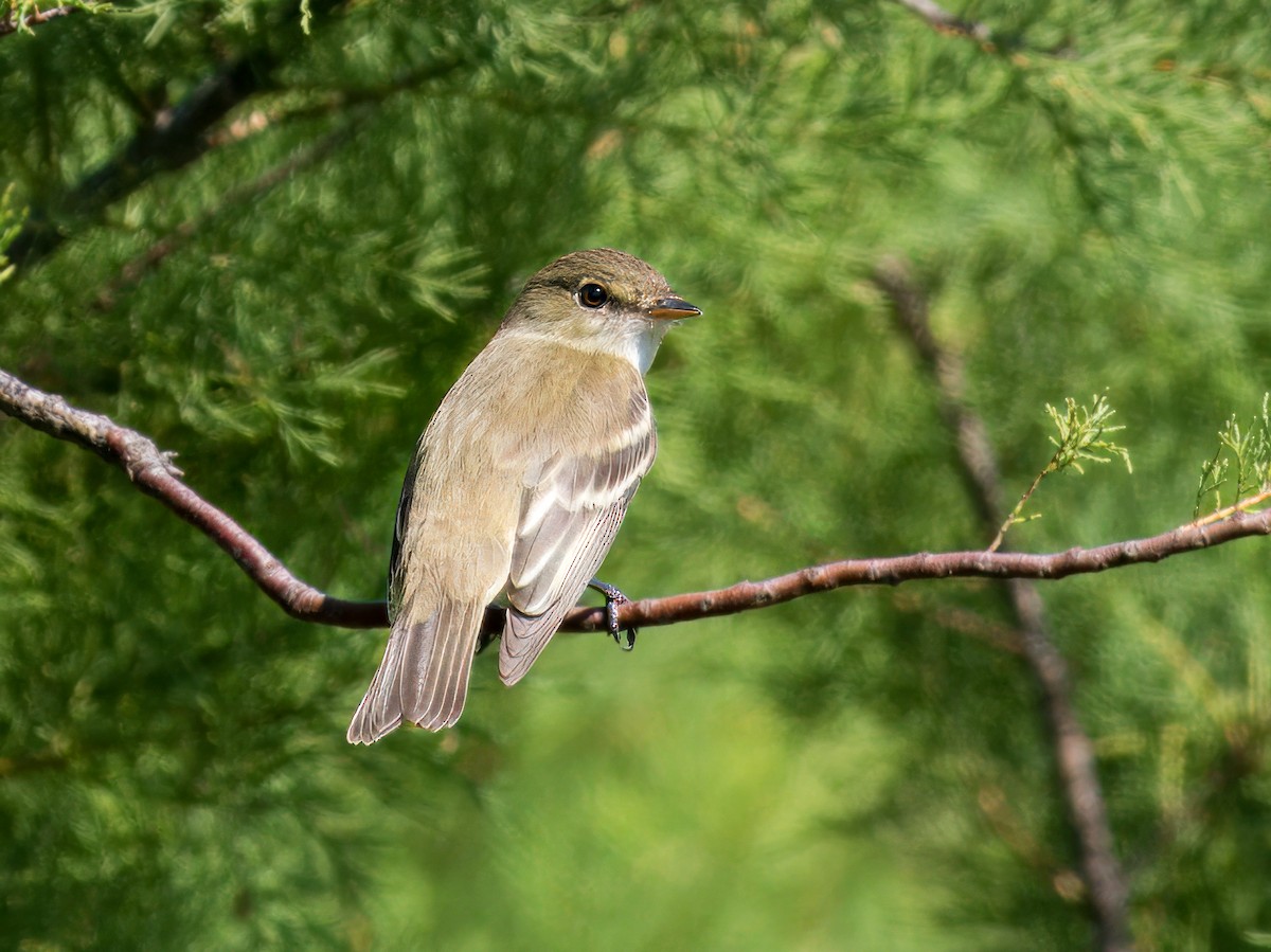 Alder Flycatcher - ML619205837