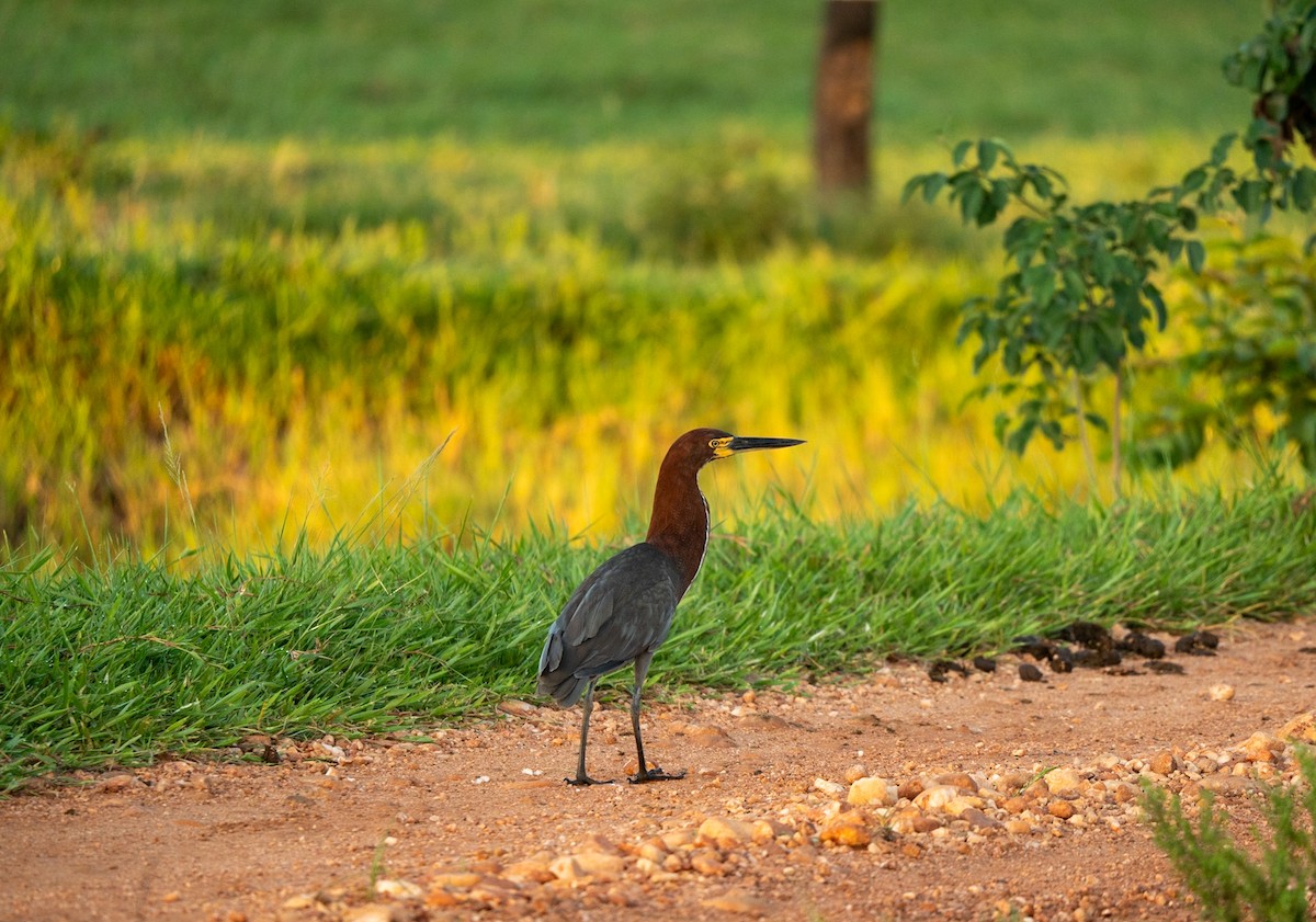 Rufescent Tiger-Heron - Marcus Müller