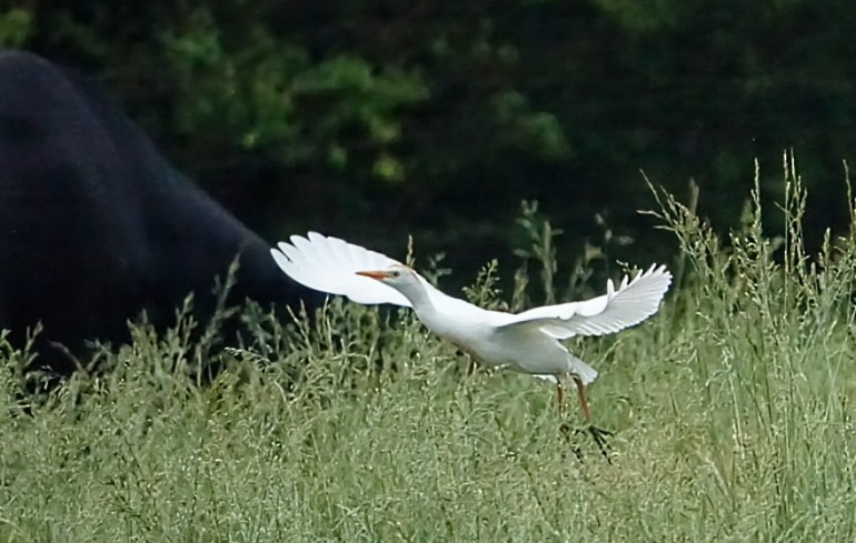 Western Cattle Egret - Mike Lowe