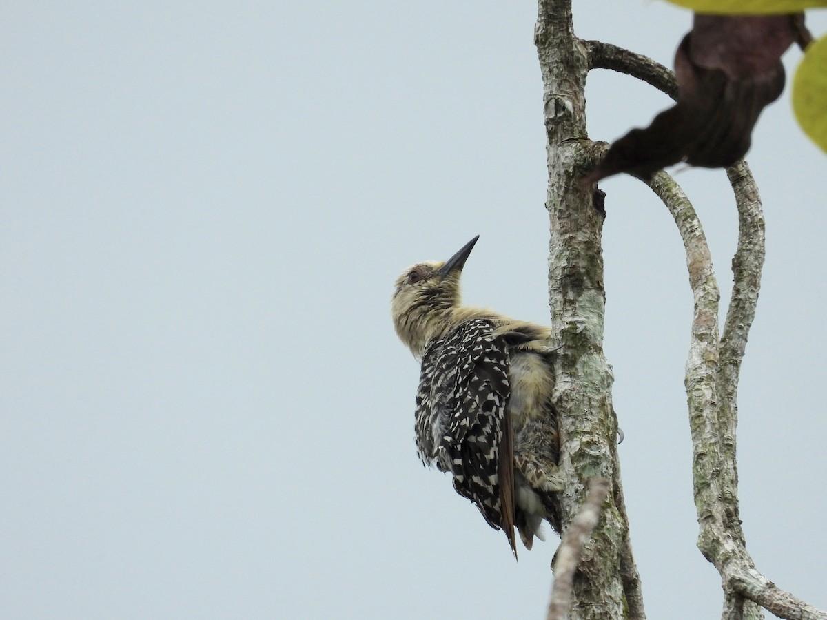 Red-crowned Woodpecker - Alejandra Pons