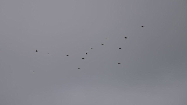 Кедровый свиристель - ML619205863